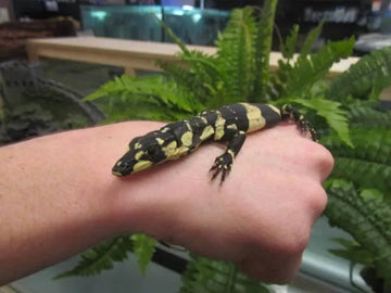 Lace Monitor (Bell's Phase) - Amazing Amazon